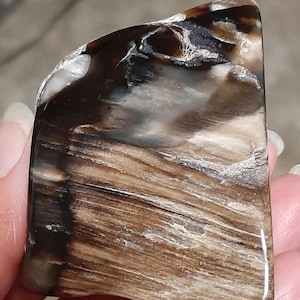 Petrified Wood - Tumble Petrified Wood - Large Palm size Petrified Wood  - Polished Petrified Wood - Tumbles Rock - Tumbled Stone