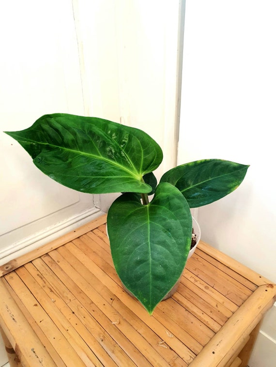 Anthurium Pulcachense | Etsy