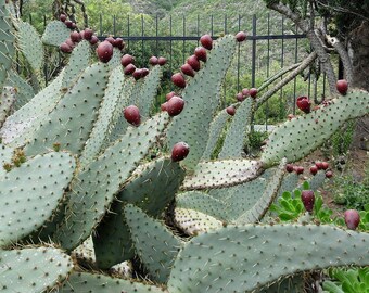 Cows Tongue Cactus Etsy