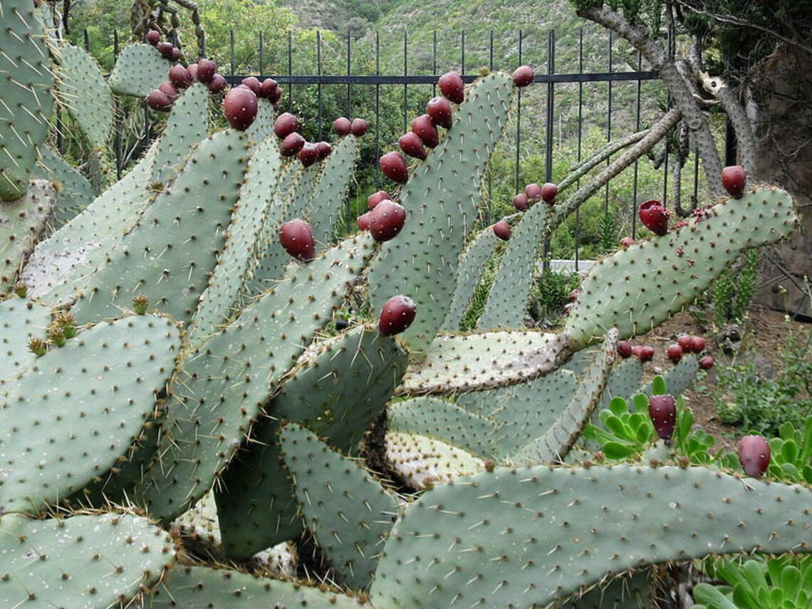 10 seeds Cow's Tongue Prickly Pear Cactus Opuntia Etsy