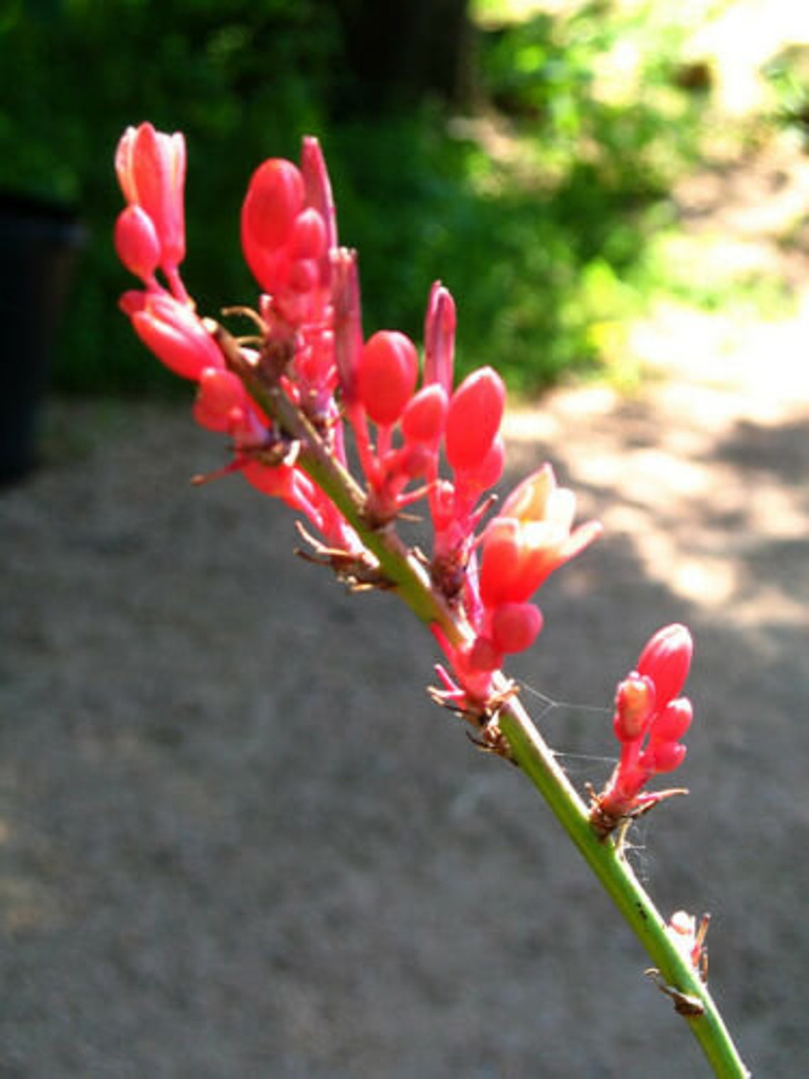 50 Seeds Texas Red Yucca Hesperaloe parviflora Etsy