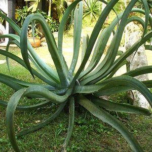 Perennial Spiny Succulent 5 Seeds Red Hedgehog Agave Details about / Agave Stricta Rubra