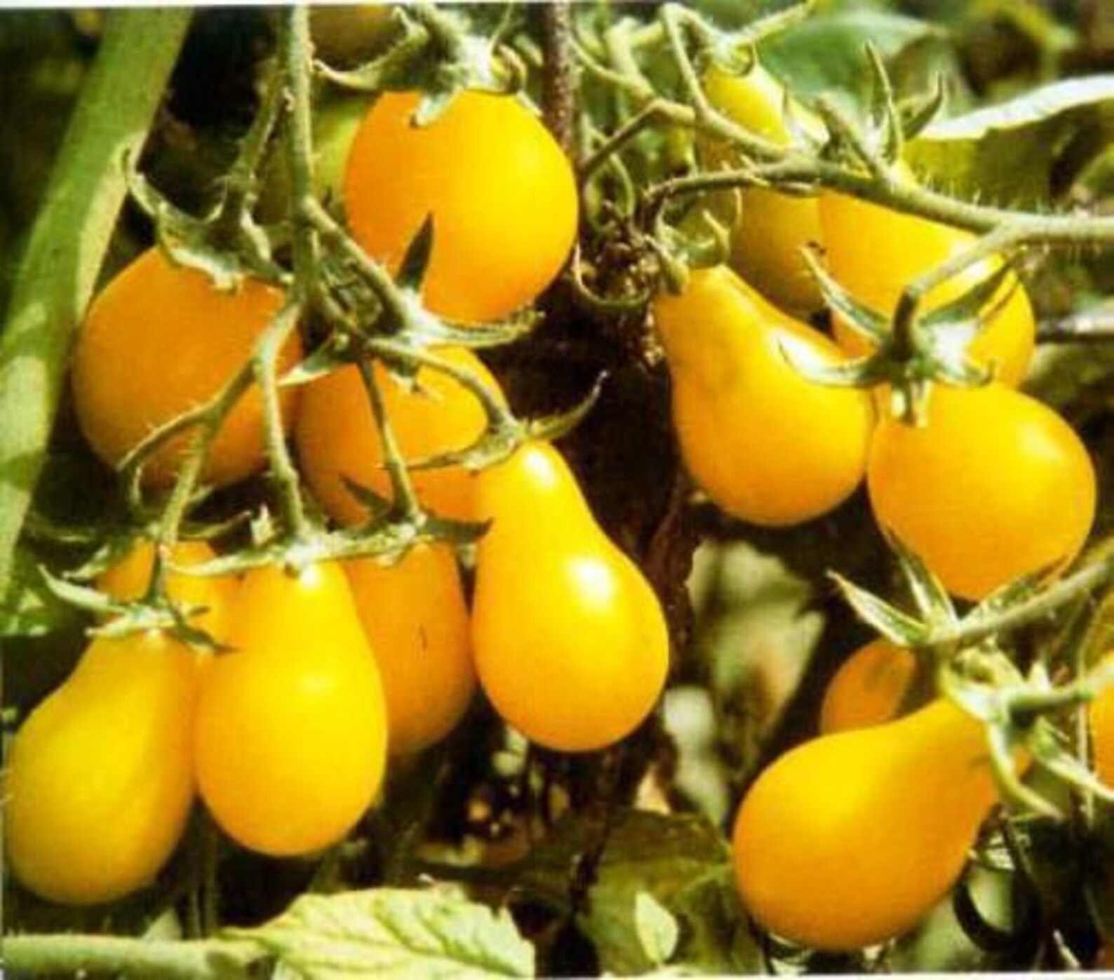 50 Graines Tomate Poire Jaune - Variété Cocktail Apéritif - Le Grenier D'Abondance