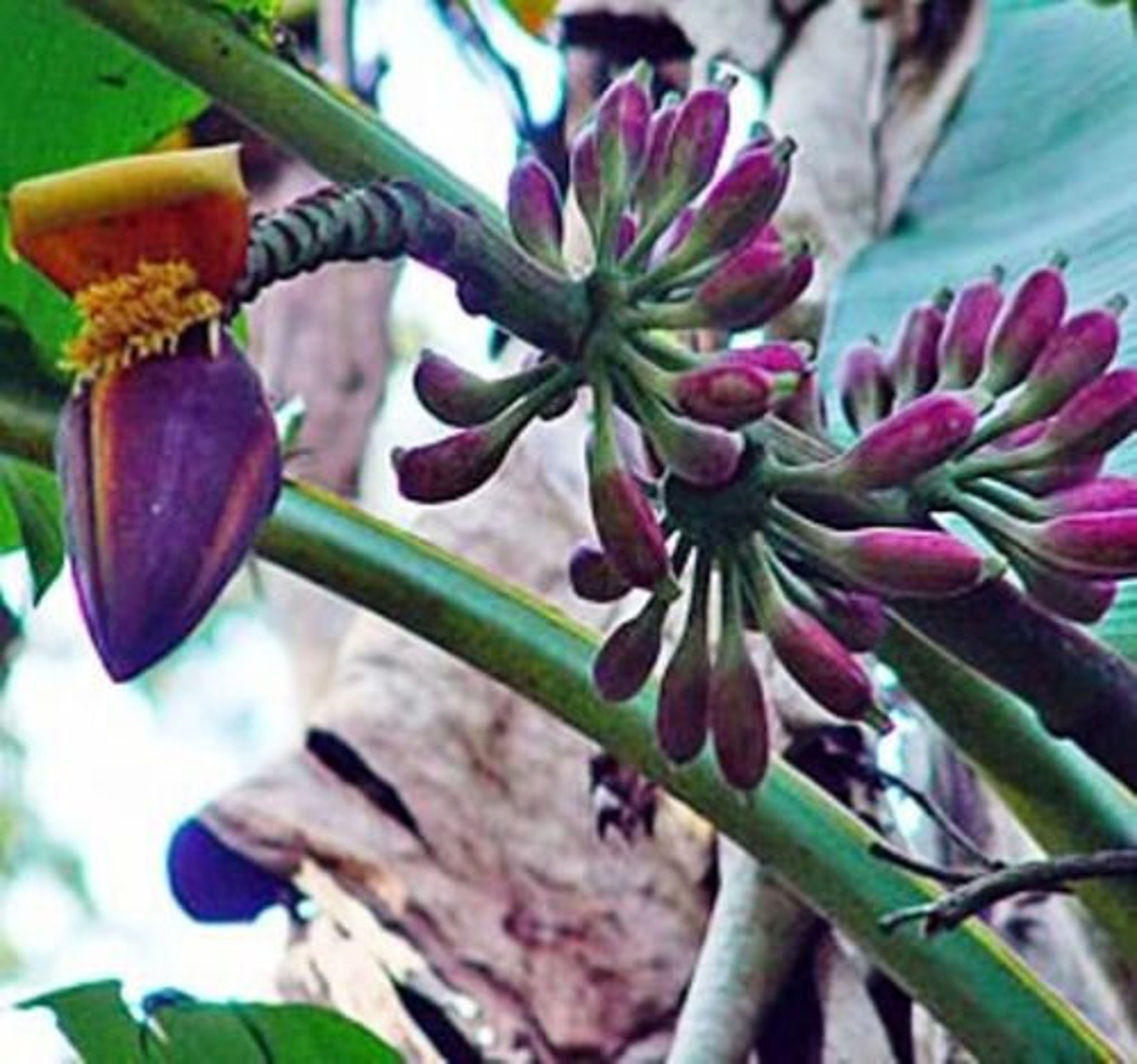 Семена Банана Купить В Интернет Магазине