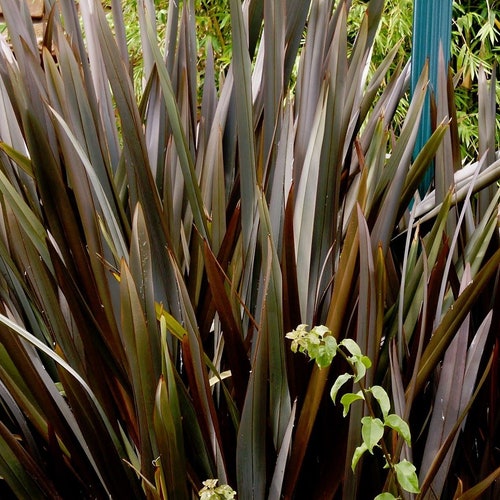 GREEN NEW ZEALAND FLAX SEEDS PHORMIUM TENAX LANDSCAPING FLOWERING 50 SEED PACK GREEN NEW ZEALAND FLAX SEEDS PHORMIUM TENAX LANDSCAPING FLOWERING 50 SEED PACK