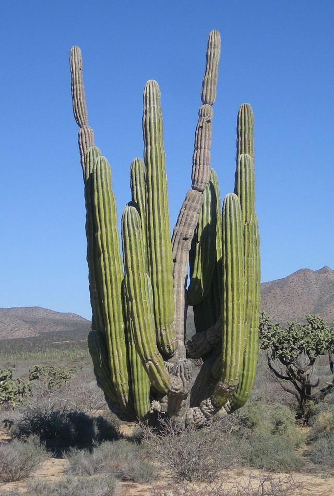 20 Seeds Elephant Cactus / Mexican Giant Cardon | Etsy