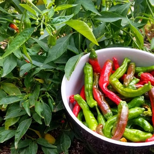 GMO-FREE Heirloom Shishito Pepper Seeds -- Open-Pollinated, Untreated --- An addicting snack, cooked or raw!