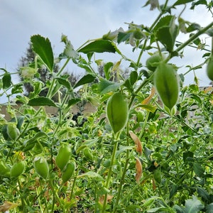 Graines de pois chiches, AKA, sans OGM, héritage, pollinisation libre, 20 graines