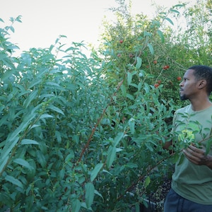 200 GMO-FREE Egyptian Spinach (molokhiya) seeds -- Not your typical spinach