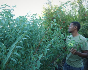 200 GMO-FREE Egyptian Spinach (molokhiya) seeds -- Not your typical spinach