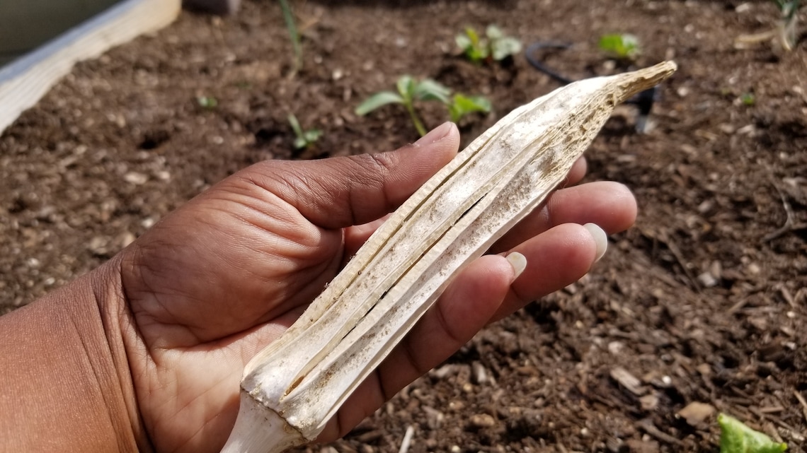 Semillas de Okra LIBRES DE OGM Sabías que la okra tiene Etsy España