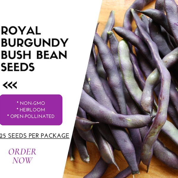 Heirloom Royal Burgundy Bush Bean Seeds, Non-GMO – Eat them raw or watch them turn colors while they cook