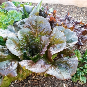 100 GMO-FREE, Heirloom Lettuce Seeds -- Gourmet Mix