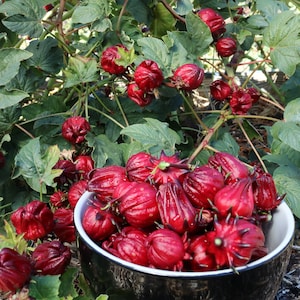 GMO FREE Hibiscus Seeds - 25 seeds
