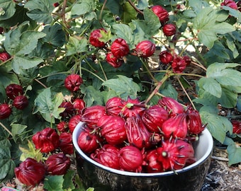 GMO FREE Hibiscus Seeds - 25 seeds