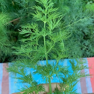 Heirloom, GMO-FREE Bouquet Dill Seeds