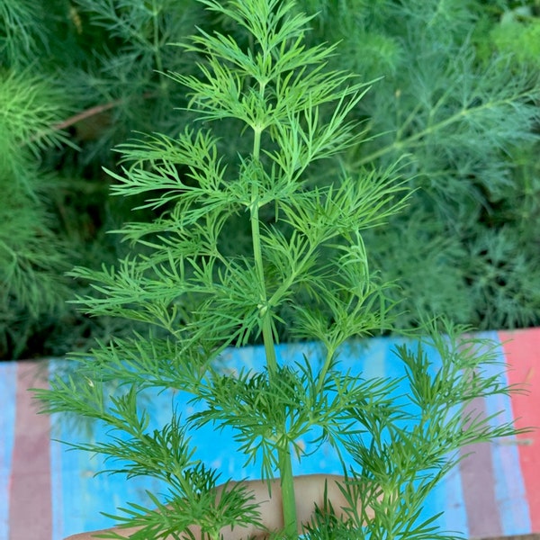 Heirloom, GMO-FREE Bouquet Dill Seeds