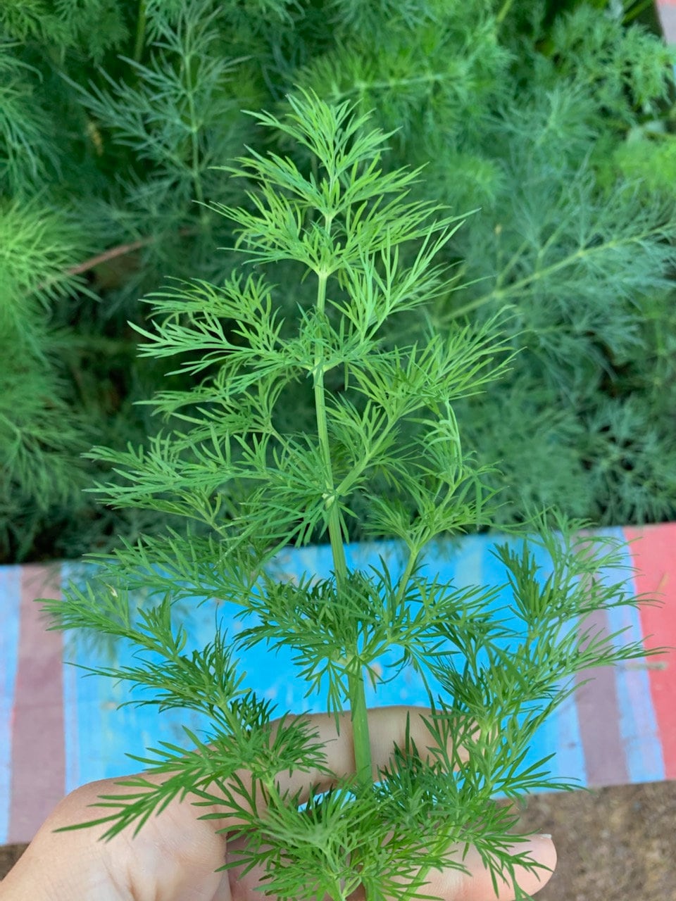 Heirloom, GMO-FREE Bouquet Dill Seeds