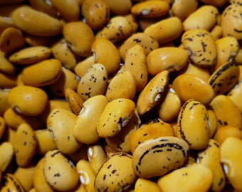 Heirloom Pima Orange Lima Bean seeds, AKA Hawul ... most delicious lima beans in North America – Endangered bean -- Arizona native bean