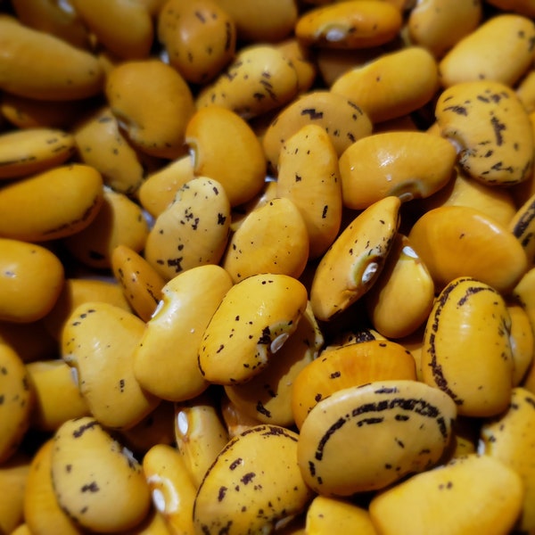 Heirloom Pima Orange Lima Bean seeds, AKA Hawul ... most delicious lima beans in North America – Endangered bean -- Arizona native bean
