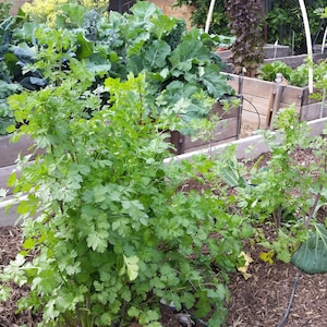 40 biologische santo-cilantrokruidzaden -- GGO-VRIJ -- HEIRLOOM