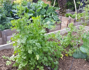 40 Organic Santo Cilantro Herb seeds -- GMO-FREE -- HEIRLOOM