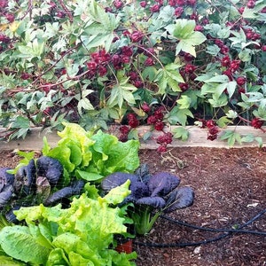 40 Purple Lady Bok Choy seeds - Heirloom - GMO Free