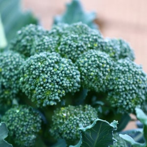 40 heirloom Di Cicco broccoli seeds - GMO Free - Open Pollinated