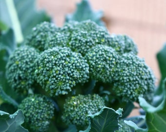 40 heirloom Di Cicco broccoli seeds - GMO Free - Open Pollinated