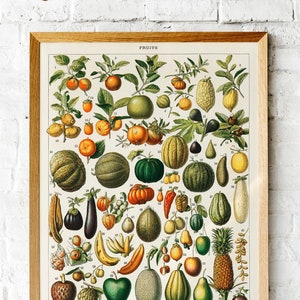 Vintage Fruits Botanical Illustration - Vintage Reproduction Wall Art Decro Decor Poster Print