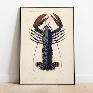 Lobster Print, Vintage lobster poster, Crimson Crayfish - 1892 Antique Lithograph by Charles Dessalines D' Orbigny Art Illustration