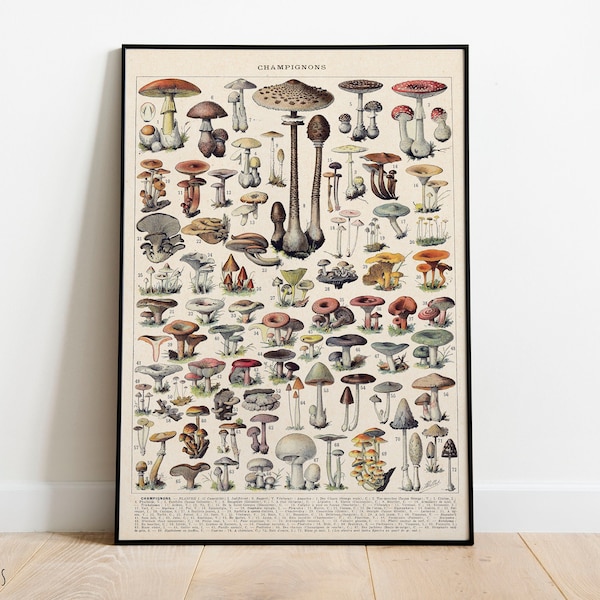 Mushrooms Print, Vintage Fungi Poster Art Illustration, champignons, Adolphe Millot (4)