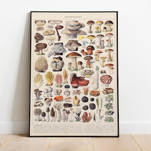 Mushrooms Print, Vintage Fungi Poster Art Illustration, champignons, Adolphe Millot (3)