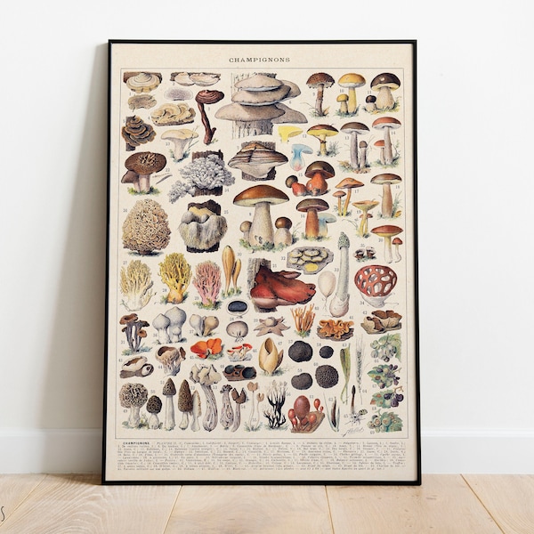 Mushrooms Print, Vintage Fungi Poster Art Illustration, champignons, Adolphe Millot (3)