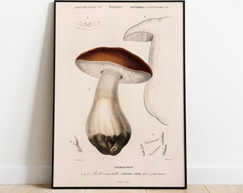 Mushrooms Print, Vintage Fungi Poster Art Illustration, champignons, Boletus edulis