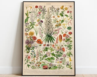 Adolphe Millot Botanical Print: Vintage Flowers Illustration Art