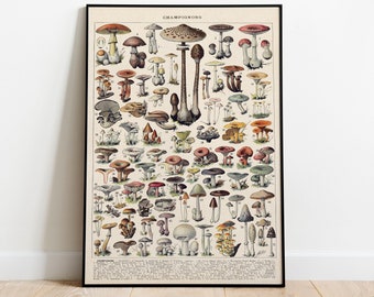 Mushrooms Print, Vintage Fungi Poster Art Illustration, champignons, Adolphe Millot (4)