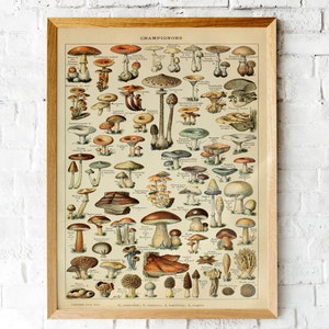 Impression de champignons vintage : illustration d'affiche de champignons, art mural champignons botaniques