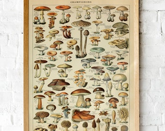 Vintage Mushroom Print: Fungi Poster Illustration, Botanical Champignons Wall Art