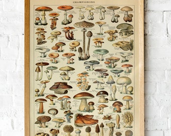 Mushrooms Print, Vintage Fungi Poster Art Illustration, champignons