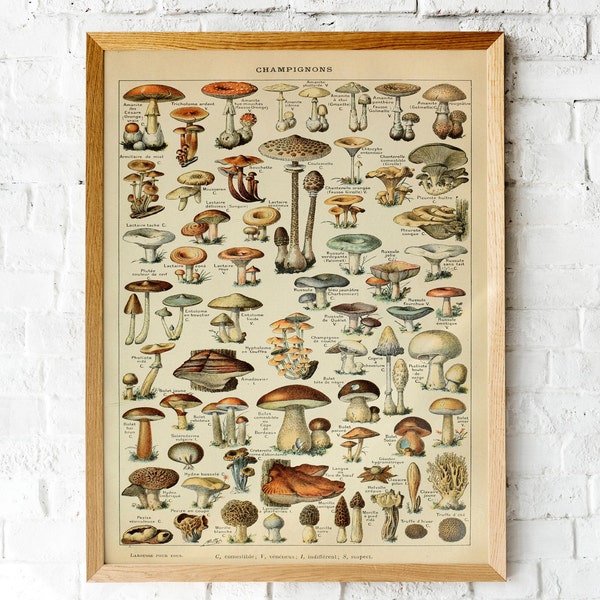 Mushrooms Print, Vintage Fungi Poster Art Illustration, champignons