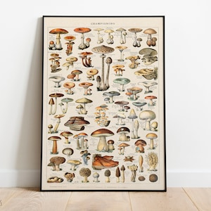 Mushrooms Print, Vintage Fungi Poster Art Illustration, champignons, Adolphe Millot (5)