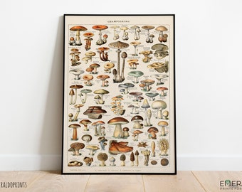 Mushrooms Print, Vintage Fungi Poster Art Illustration, champignons, Adolphe Millot (5)
