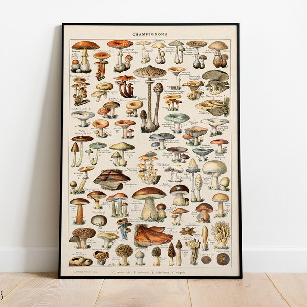 Mushrooms Print, Vintage Fungi Poster Art Illustration, champignons, Adolphe Millot (5)