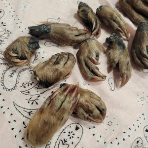 Puede incluir: Una colección de patas de animales preservadas, con pelaje marrón y garras visibles. Las patas están dispuestas sobre una tela rosa con estampado de cachemira, mostrando las texturas y detalles naturales de los especímenes.