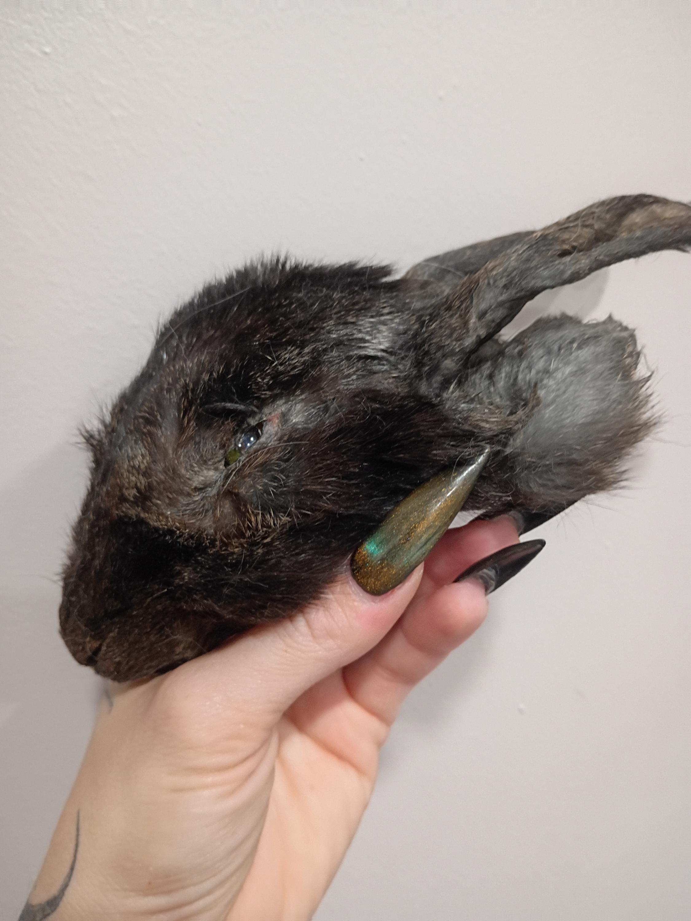 Mummified Rabbit Real Mummified Rabbit Head, Taxidermy Bunny Head, Preserved Animal Head ...