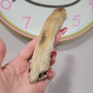 May include: A tan-colored animal paw with black claws is held in a hand. The paw has fur and a dark patch. A clock with a pink and green border is in the background.