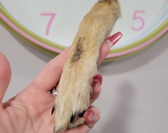 prärievargs tass taxidermi prärievargsfötter garvade taxidermifötter djurfötter tassar pälsar smälter udda ting udda gåva unik gåva djurtassar djurfötter