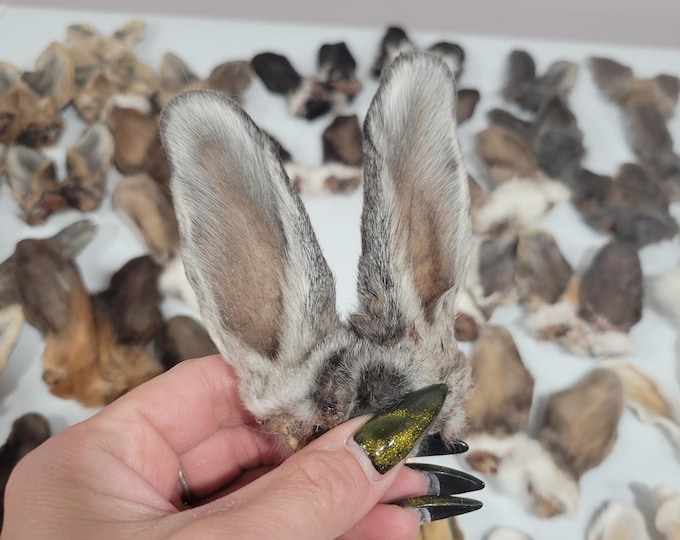 Mummified Rabbit Rabbit Ears Taxidermy Oddities Mummified Ears Rabbit Ear Sets Genuine ...