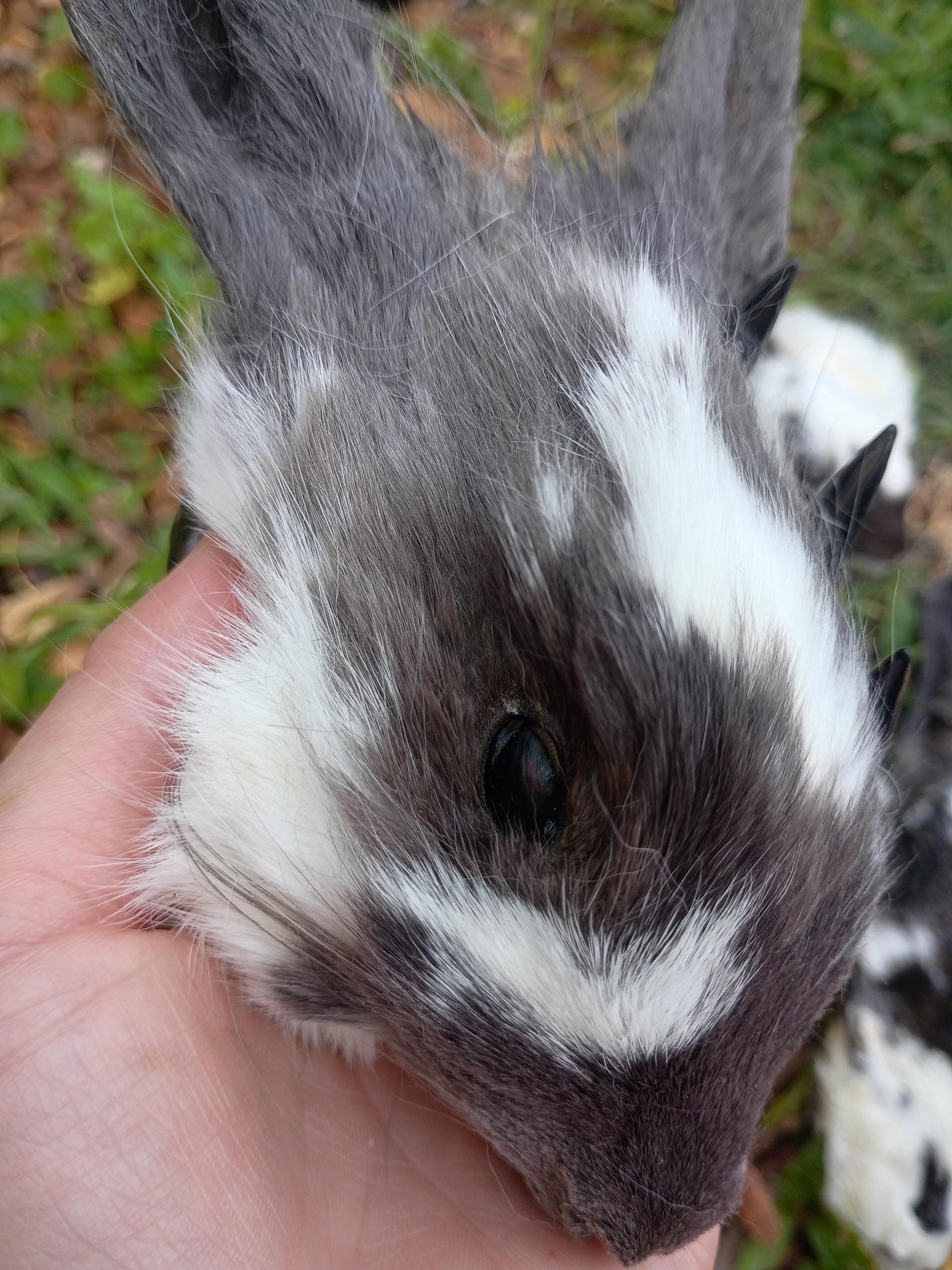 Mummified Rabbit Real Mummified Rabbit Head, Taxidermy Bunny Head, Preserved Animal Head ...